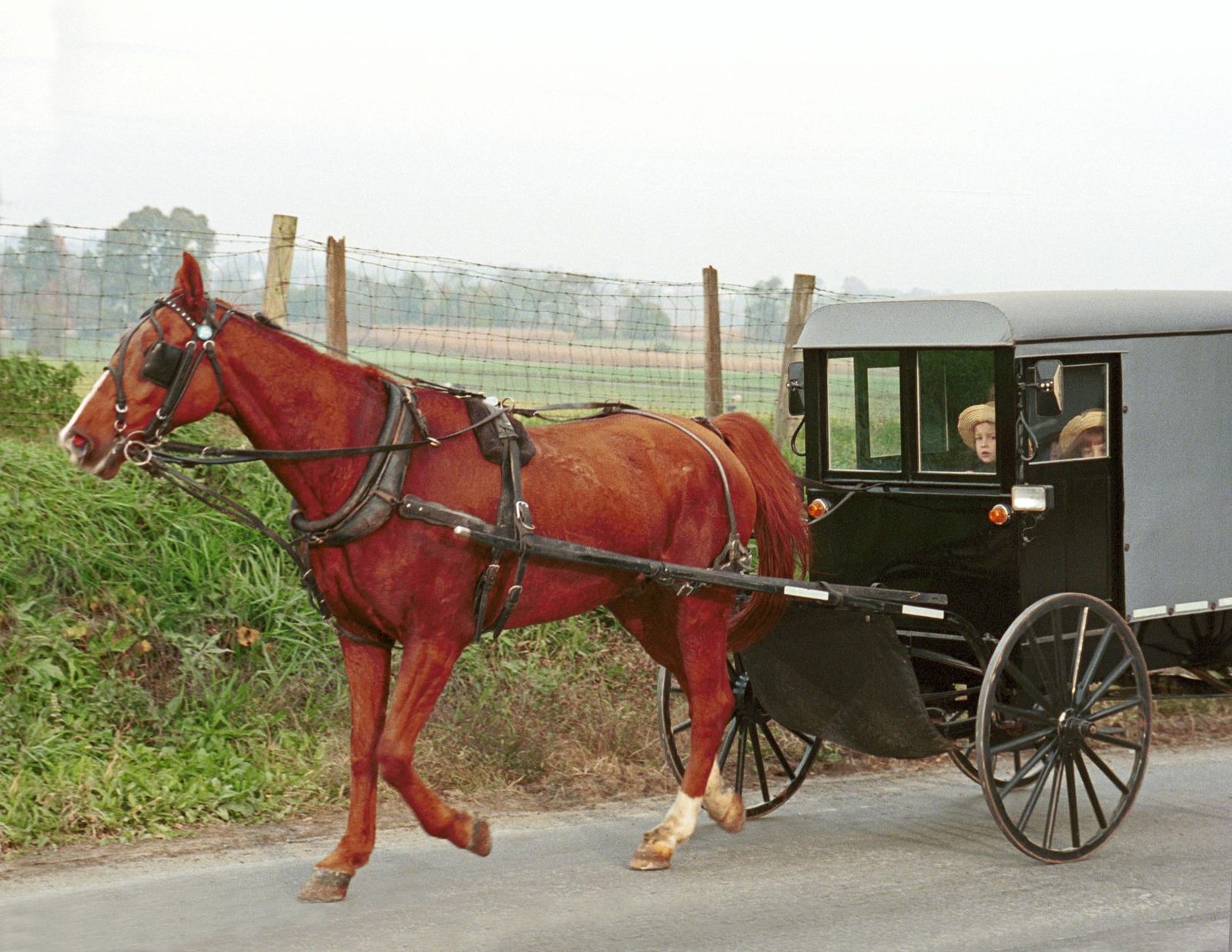 Amish horse and buggy traveling on a rural road in Lancaster, Pennsylvania.